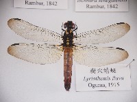 藏品(樹穴蜻蜓)的圖片