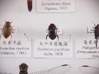 藏品(太平洋麗龍蝨)的圖片