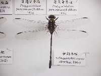 藏品(粗鉤春蜓)的圖片