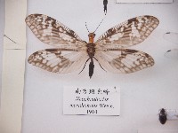 藏品(南方斑魚蛉)的圖片