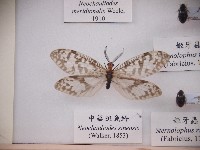 藏品(中華斑魚蛉)的圖片