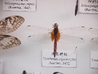 藏品(褐基蜻蜓)的圖片