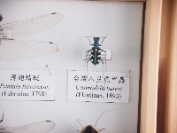 藏品(臺灣八星虎甲蟲)的圖片