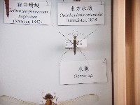 藏品(水黽)的圖片