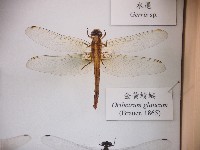 藏品(金黃蜻蜓)的圖片
