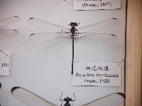 藏品(短尾幽蟌)的圖片