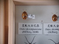 藏品(星點大金花蟲)的圖片