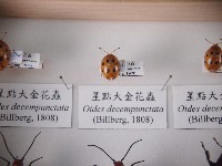 藏品(星點大金花蟲)的圖片