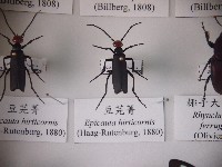 藏品(豆芫菁)的圖片
