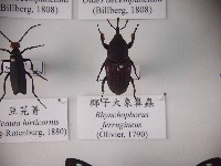 藏品(椰子大象鼻蟲)的圖片