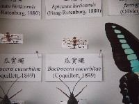 藏品(瓜實蠅)的圖片