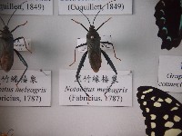 藏品(黑竹緣椿象)的圖片