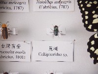 藏品(麗蠅)的圖片