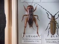 藏品(臺灣大蟋蟀)的圖片