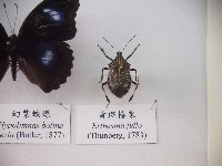 藏品(黃斑椿象)的圖片