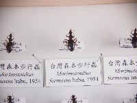 藏品(臺灣森本步行蟲)的圖片
