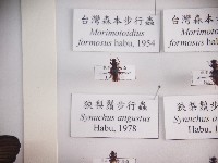 藏品(狹梨鬚步行蟲)的圖片
