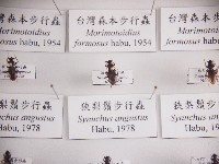 藏品(狹梨鬚步行蟲)的圖片