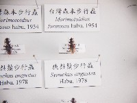 藏品(狹梨鬚步行蟲)的圖片