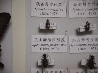 藏品(玉山離隘步形蟲)的圖片