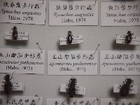 藏品(玉山離隘步形蟲)的圖片