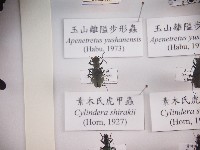 藏品(素木氏虎甲蟲)的圖片