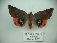 藏品(庸肖金毛翅裳蛾)的圖片