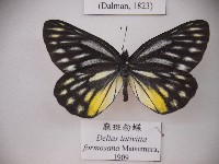 藏品(麻斑粉蝶)的圖片