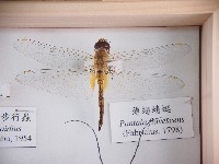 藏品(薄翅蜻蜓)的圖片