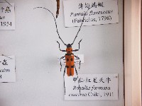 藏品(甲仙紅星天牛)的圖片