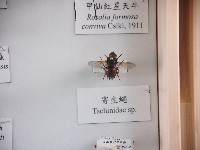 藏品(寄生蠅)的圖片