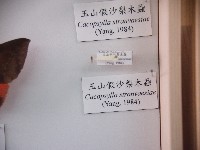 藏品(玉山假沙梨木蝨)的圖片