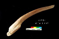 藏品(芝山岩文化角尖器)的圖片