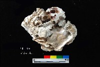 藏品(松山層真牡蠣)的圖片
