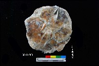 藏品(松山層窗貝)的圖片