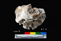 藏品(松山層真牡蠣)的圖片