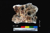 藏品(松山層真牡蠣)的圖片