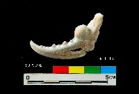 藏品(芝山岩文化蟹鉗)的圖片