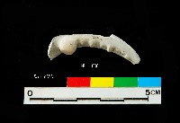 藏品(芝山岩文化蟹鉗)的圖片