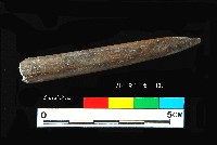 藏品(芝山岩文化骨尖器)的圖片