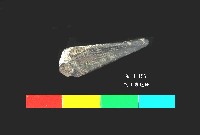 藏品(芝山岩文化魚骨)的圖片