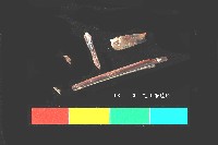 藏品(芝山岩文化獸骨)的圖片