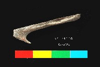 藏品(芝山岩文化魚骨)的圖片