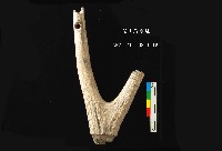 藏品(芝山岩文化人工加工鹿角)的圖片