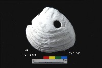 藏品(芝山岩文化穿孔大蜆)的圖片