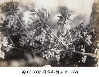 藏品(周再郡相片冊-0058)的圖片