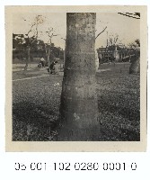 藏品(兒童樂園的基隆河畔-樹後的身影)的圖片