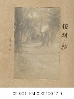 藏品(榕樹的影子(榕樹ノ影))的圖片