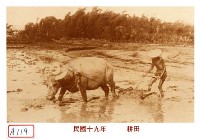 藏品(耕田)的圖片