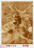 藏品(採樟腦)的圖片